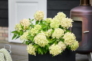 Obraz Hydrangea